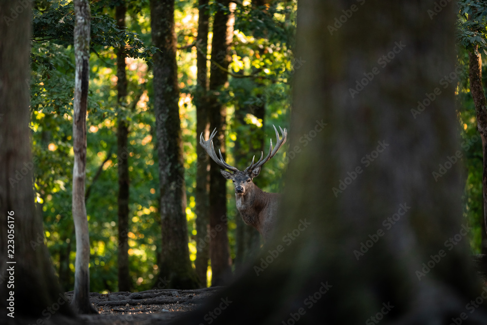 Deer in the forest