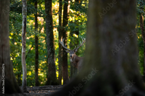 Obraz na płótnie Deer in the forest w salonie
