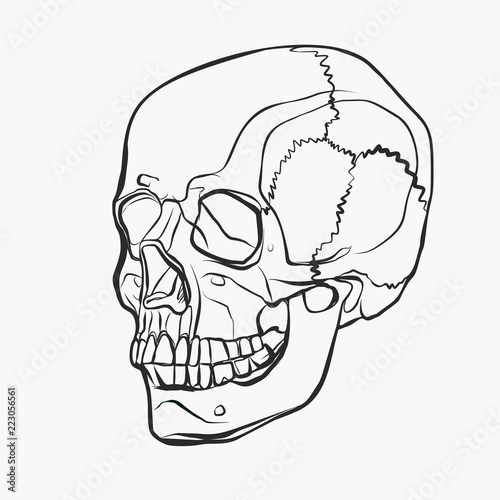 Skull pattern in line drawn style. Vector black and white illustration of human skull for tattoo or background of banner.
