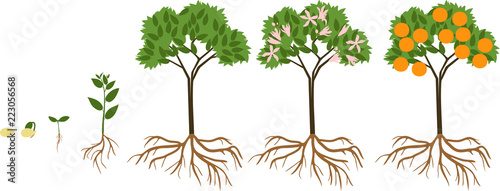 Life cycle of orange tree. Stages of growth from seed and sprout to adult plant with fruits