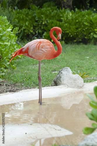 Flamingo Flamenco en el agua sobre fondo verde