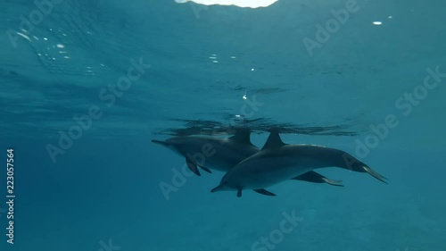 A pair of dolphins swim in the blue water (Spinner Dolphin, Stenella longirostris) Close-up, Underwater shot, 4K / 60fps
 photo