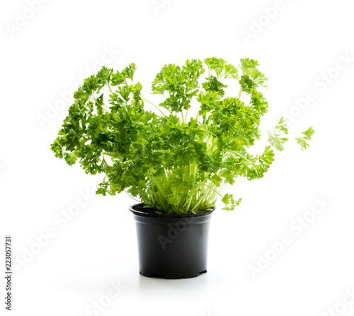 Parsley  herb plant in a pot isolated on white