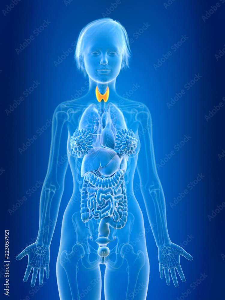 3d rendered medically accurate illustration of a females thyroid gland