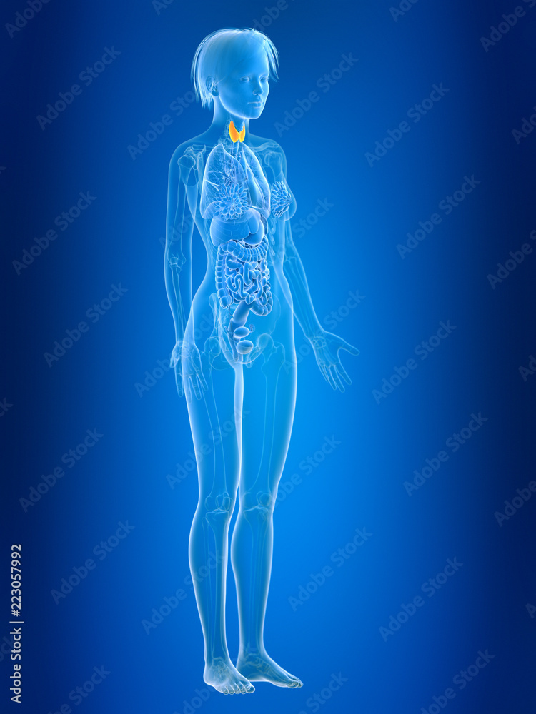 3d rendered medically accurate illustration of a females thyroid gland 3d rendered medically accurate illustration of a females thyroid gland