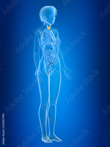 3d rendered medically accurate illustration of a females thyroid gland