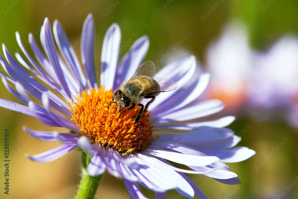 bee or honeybee in Latin Apis Mellifera on flower bee or honeybee in Latin Apis Mellifera on flower