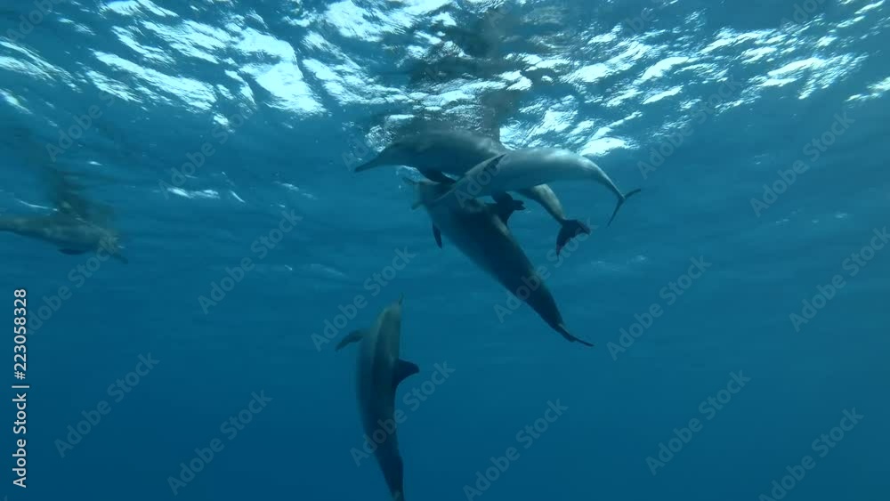 Group of dolphins playing in the blue water in mating season (Spinner Dolphin, Stenella longirostris) Close-up, Underwater shot, 4K / 60fps
Group of dolphins playing in the blue water in mating season (Spinner Dolphin, Stenella longirostris) Close-up, Underwater shot, 4K / 60fps