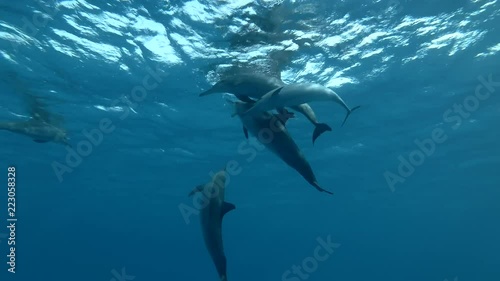 Group of dolphins playing in the blue water in mating season (Spinner Dolphin, Stenella longirostris) Close-up, Underwater shot, 4K / 60fps
