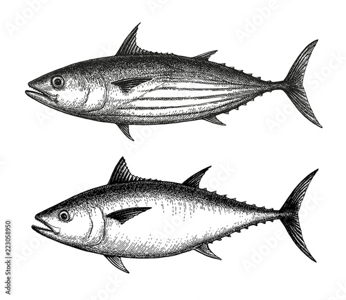 Ink sketch of Skipjack and Atlantic bluefin tuna.