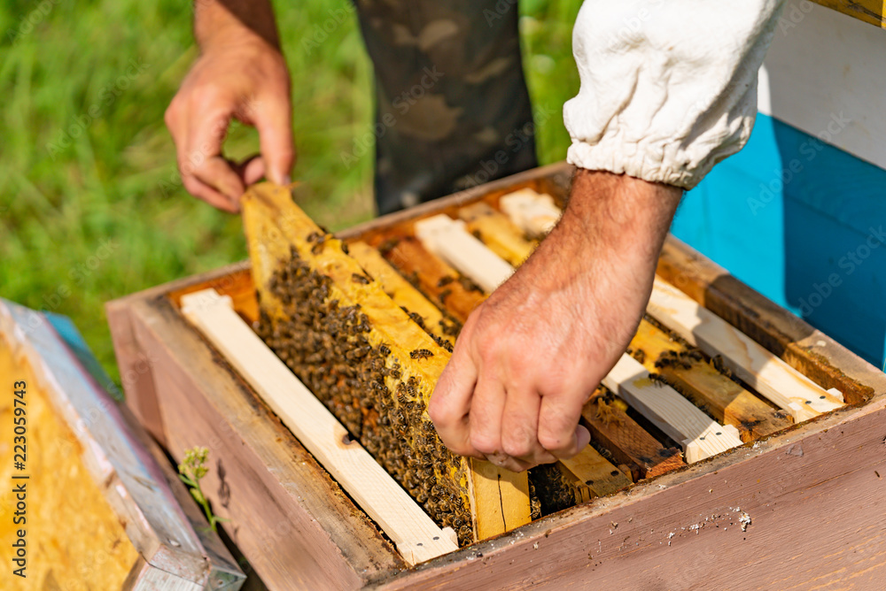 a man puts a frame with bees and honey in a beehive in the courtyard in the summer. Close-up a man puts a frame with bees and honey in a beehive in the courtyard in the summer. Close-up