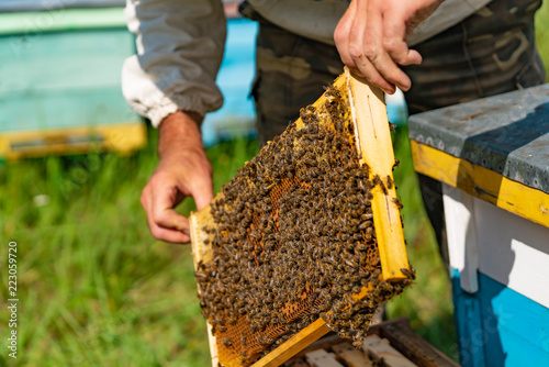 a man hold a frame with honey and bees over the hive. Close-up