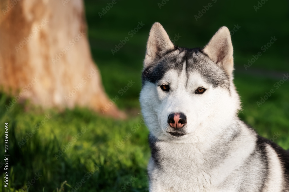 A close-up portrait of Siberian husky at the city park at evening. A grey & white male husky dog lies on green grass. He has brown eyes. A big tree trunk and a lot of greenery are in the background.