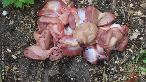 Close up Macro shot of cluster flies and black flies feeding together on rotting meat. Presented in real time. photo