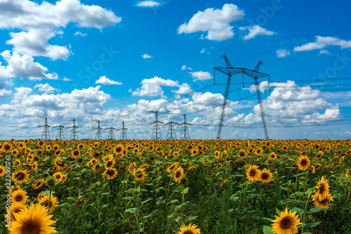 Fototapeta Naklejka Na Ścianę i Meble -  High-voltage power lines in the field with sunflowers.