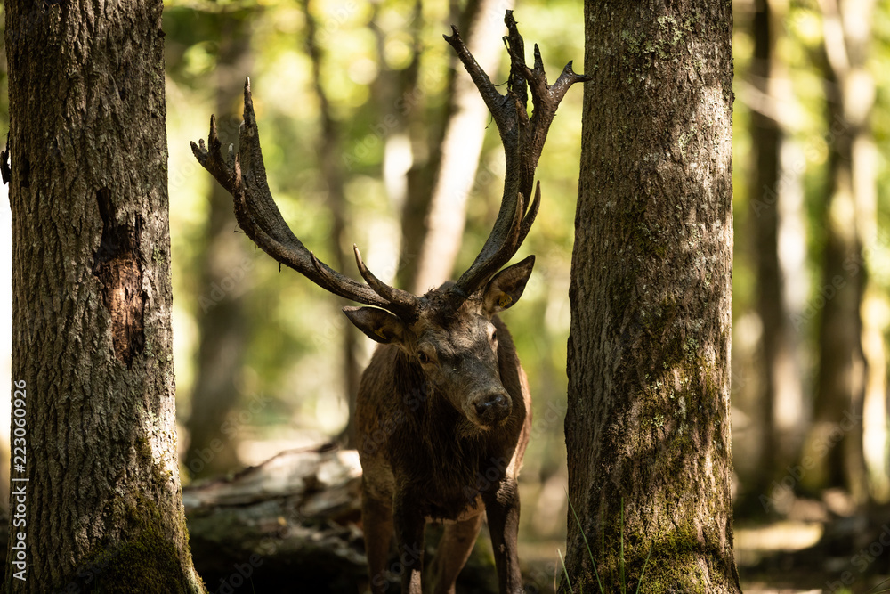 Fototapeta premium Deer in the forest