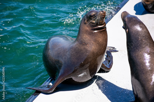 Obraz na plátne A Seal shows its dominance