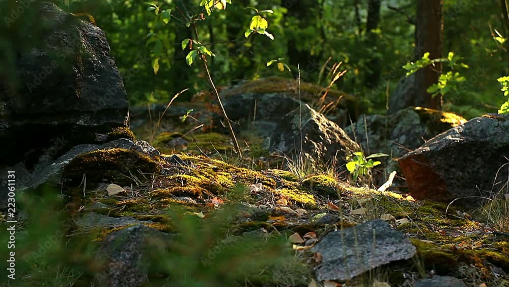 moss on the rocks in the morning sun, sun-drenched moss on the rocks, Moss-covered stone, mossy landscape at sunrise moss on the rocks in the morning sun, sun-drenched moss on the rocks, Moss-covered stone, mossy landscape at sunrise