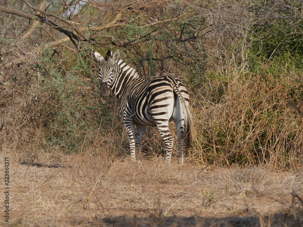 Naklejka premium Zebra