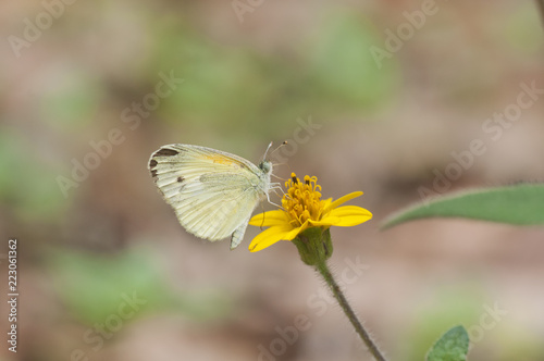 Mariposa amarilla Pieridae Nathalis iole © Brigido