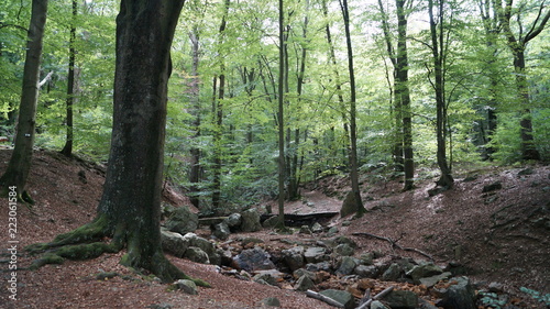 Spa, Forêt de la Geronster
