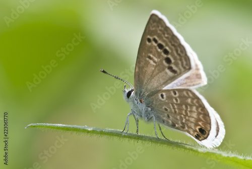 Mariposa familia Lycanidae azulitas © Brigido