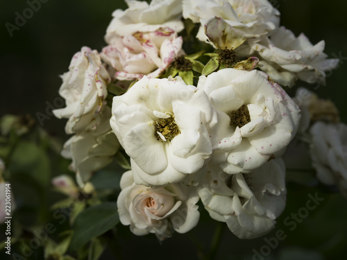 White roses still blooming in the autumn garden