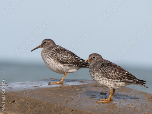 bird