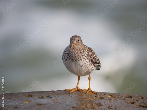 bird