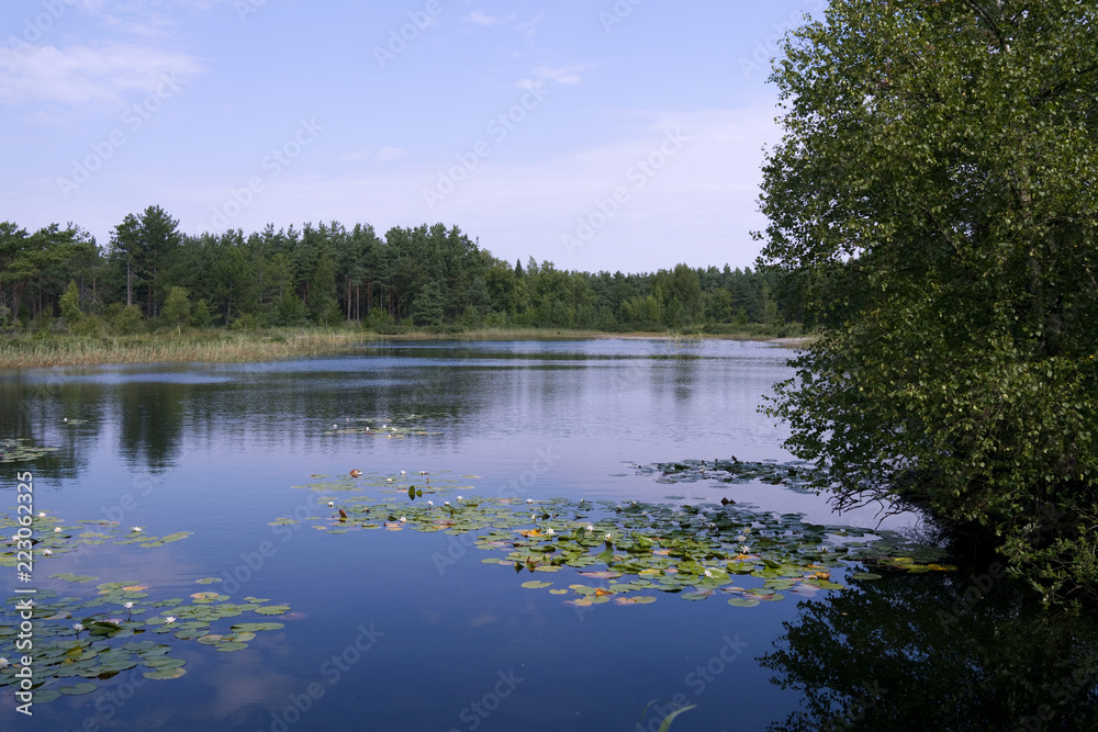 Laesoe / Denmark: View over the dreamy swimming pond with water lilies in the woods near Byrum