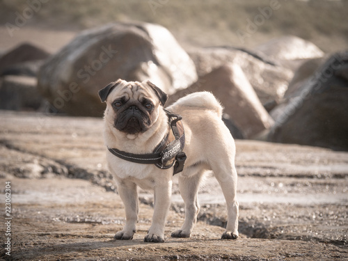 mops