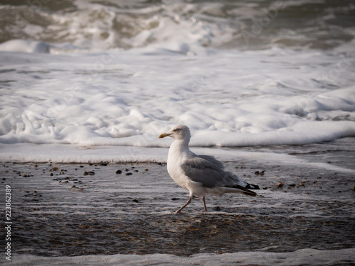 bird