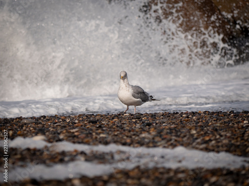 bird