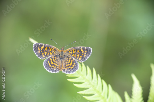 Mariposa Phyciodes Tharos Nymphalidae
