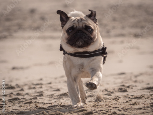 mops