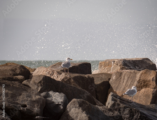 bird