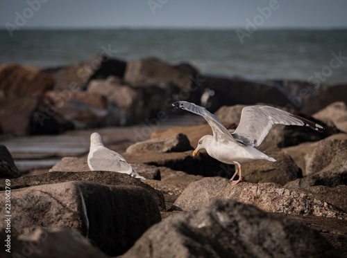 bird