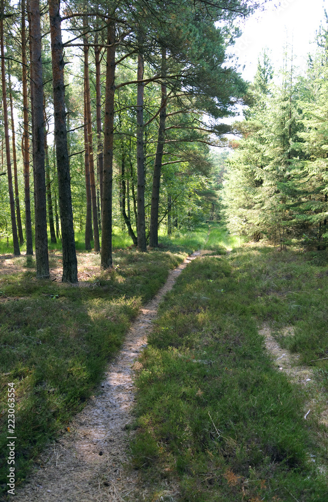 Fototapeta premium Laesoe / Denmark: Forest path through a coniferous forest near Byrum on a sunny day at the end of July