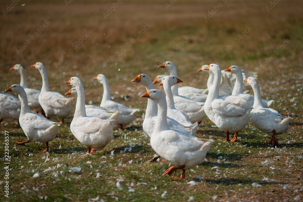 Geese in the grass. Domestic bird. A flock of geese walking in the field Geese in the grass. Domestic bird. A flock of geese walking in the field