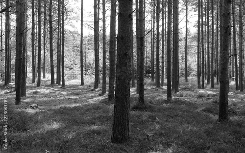 Laesoe / Denmark: Tree trunks in a coniferous forest near Byrum on a sunny day at the end of July