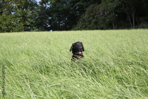 dog in grass