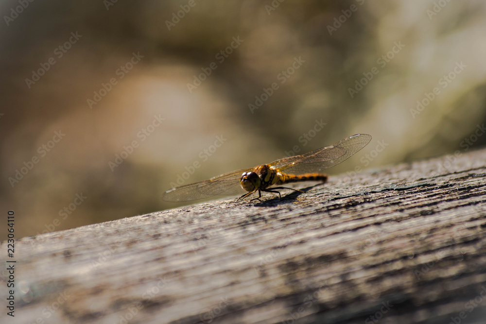 Dragonfly in nature on wood, closeup with bokeh background Dragonfly in nature on wood, closeup with bokeh background