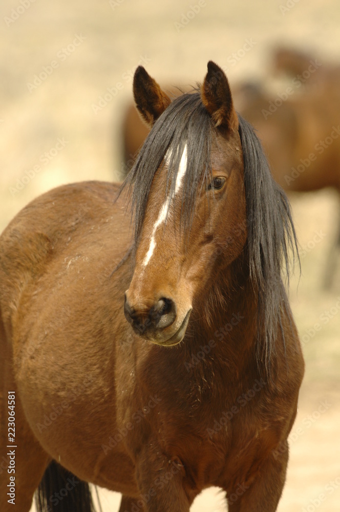 Obraz premium Wild Mustang Mare Portrait