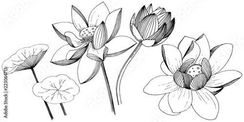 Lotus flower in a vector style isolated. Isolated illustration element. Full name of the plant: lotus. Vector flower for background, texture, wrapper pattern, frame or border.