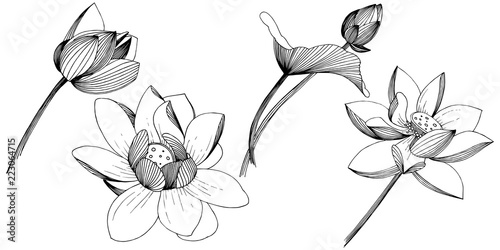 Lotus flower in a vector style isolated. Isolated illustration element. Full name of the plant: lotus. Vector flower for background, texture, wrapper pattern, frame or border.