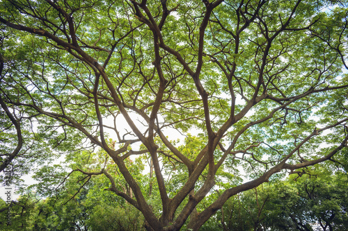 Obraz Szerokie drzewo liści