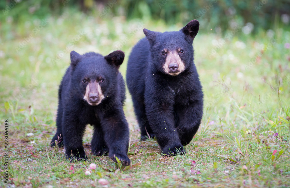 Black bear in the Canadian wilderness Stock Photo | Adobe Stock