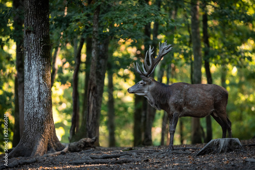 Deer in the forest