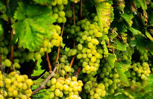 Wallpaper Mural Fresh grapes in autumn garden Torontodigital.ca