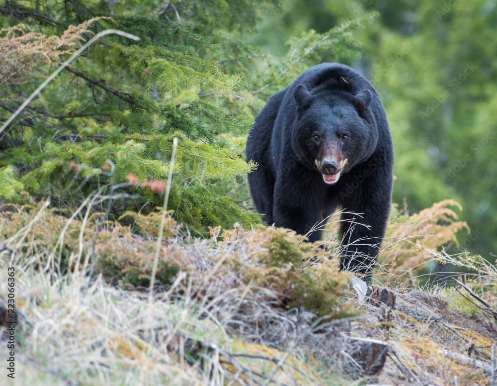 Black bear in the Canadian wilderness Black bear in the Canadian wilderness